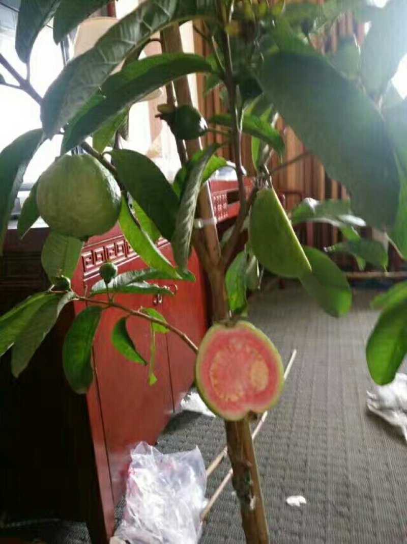 西瓜番石榴苗50~80cm