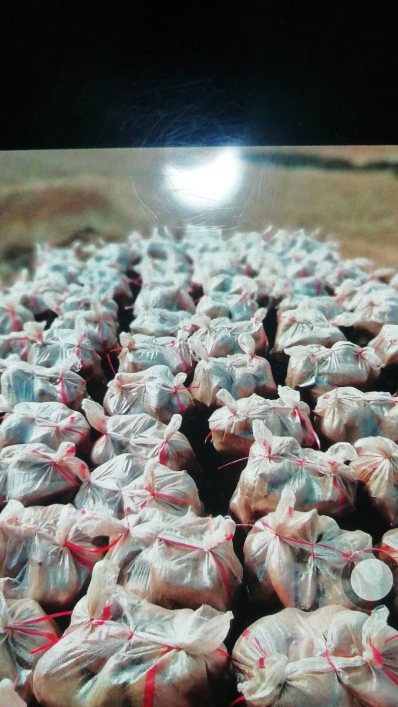 长年出售大量红薯，冀薯26，研二五，岩薯！553