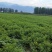 四季玫瑰，紫叶矮樱