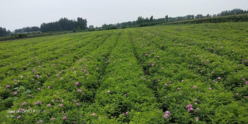 四季玫瑰，紫叶矮樱