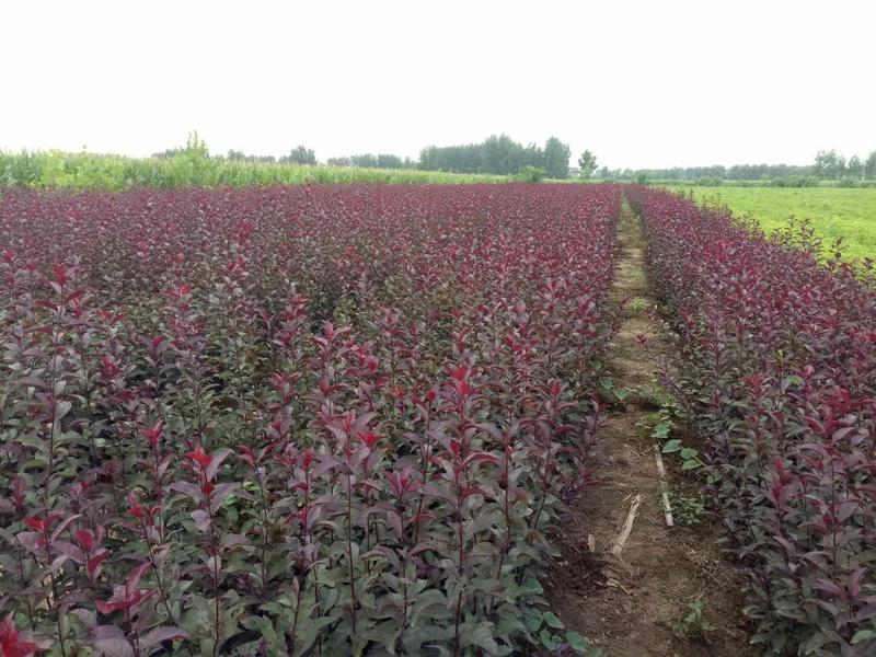 四季玫瑰，紫叶矮樱
