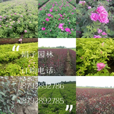 四季玫瑰，紫叶矮樱