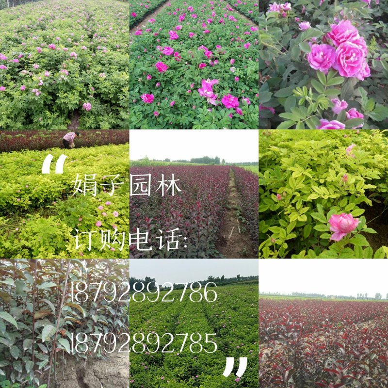 四季玫瑰，紫叶矮樱
