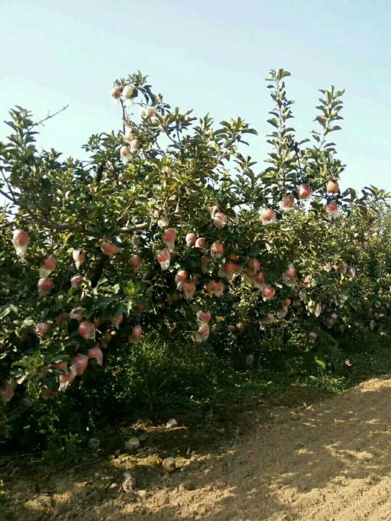 红富士苹果山东聊城