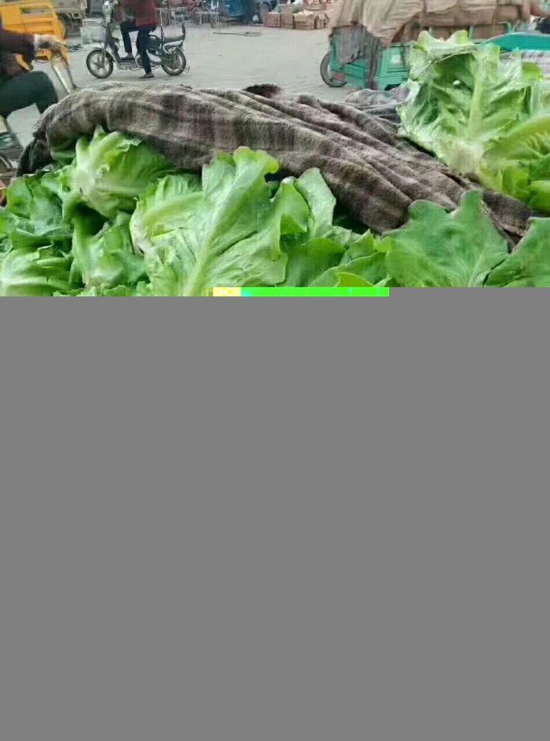 生菜和菊花菜精品杠杠的好的很