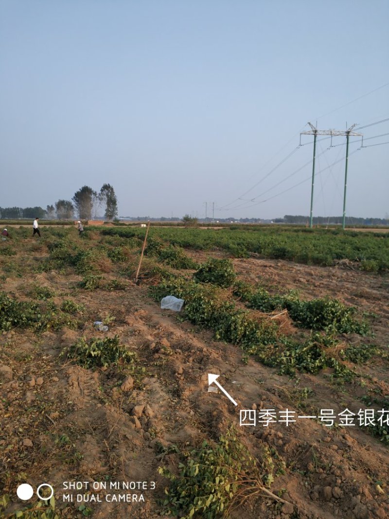 四季丰一号金银花种苗