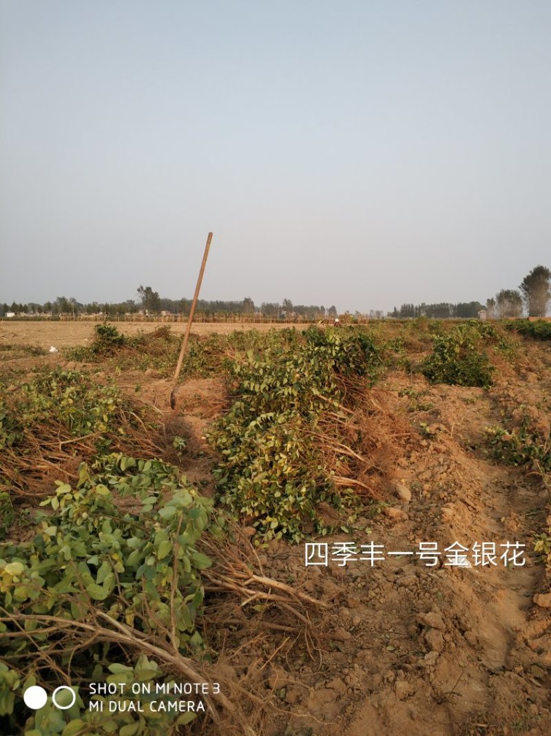四季丰一号金银花种苗