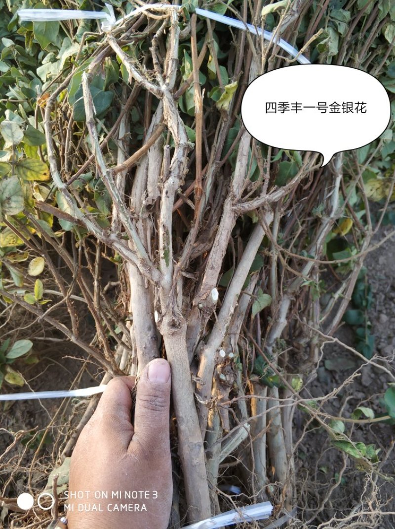 四季丰一号金银花种苗