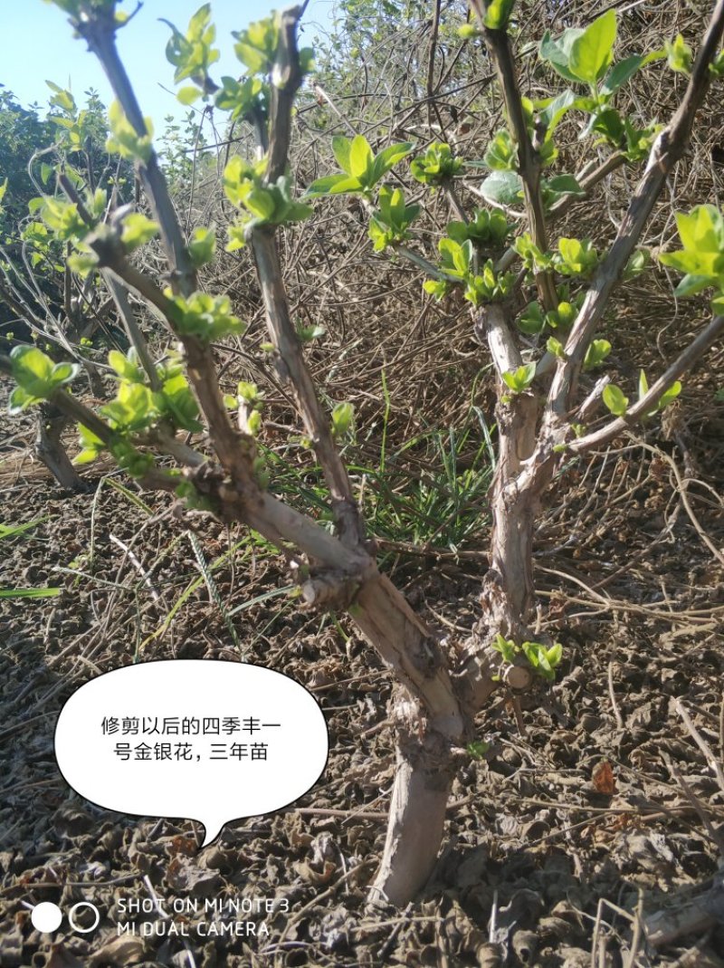 四季丰一号金银花种苗