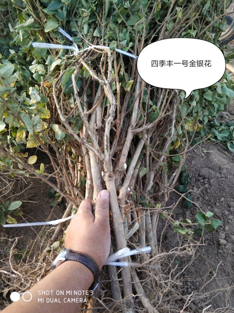 四季丰一号金银花种苗
