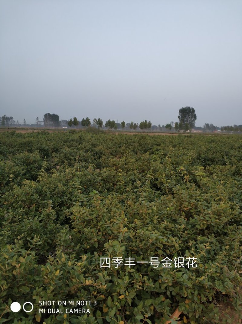 四季丰一号金银花种苗