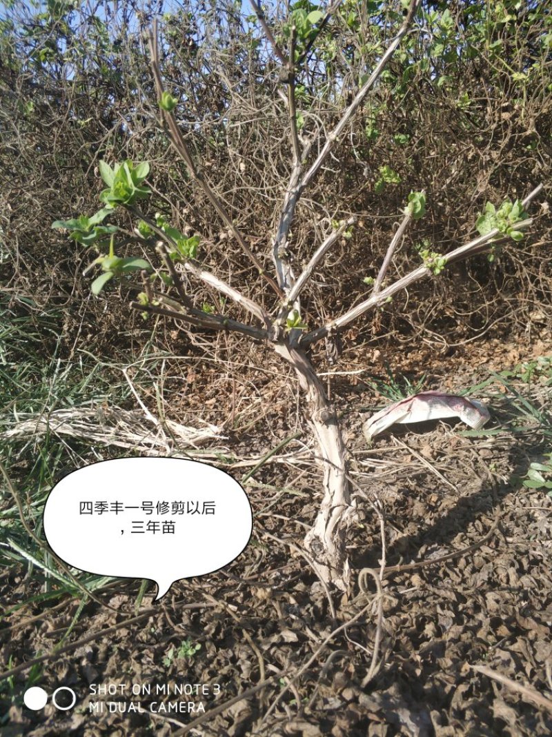 四季丰一号金银花种苗