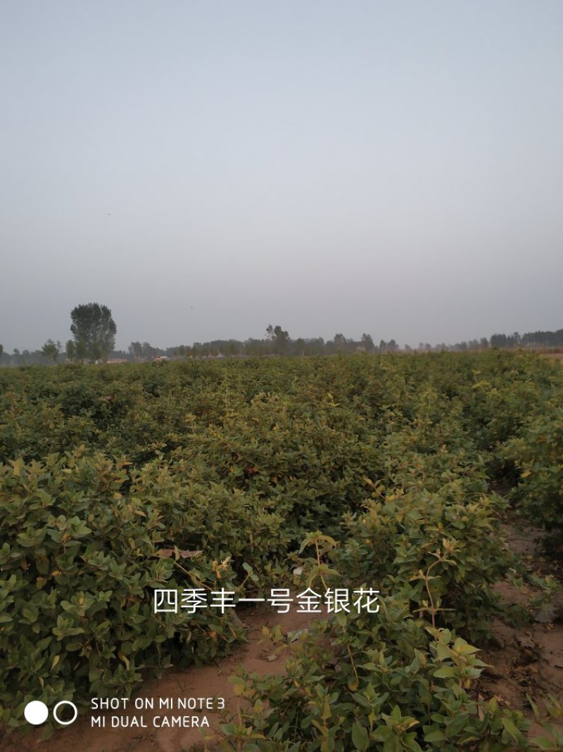 四季丰一号金银花种苗