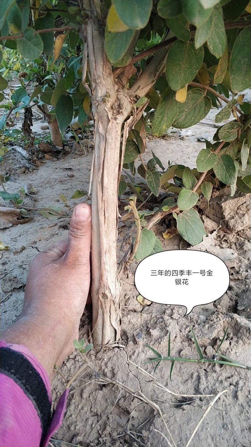 四季丰一号金银花种苗