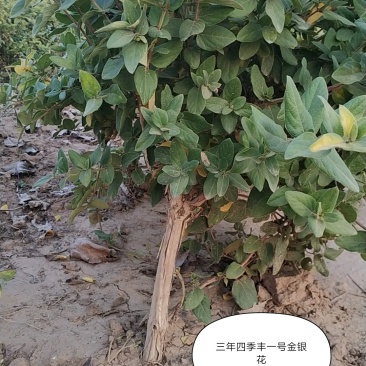 四季丰一号金银花种苗