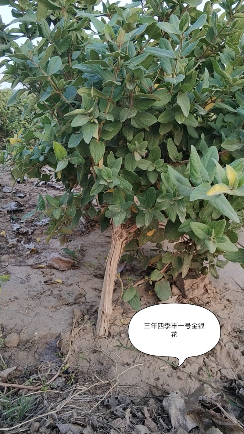 四季丰一号金银花种苗