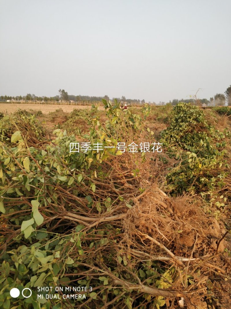 四季丰一号金银花种苗