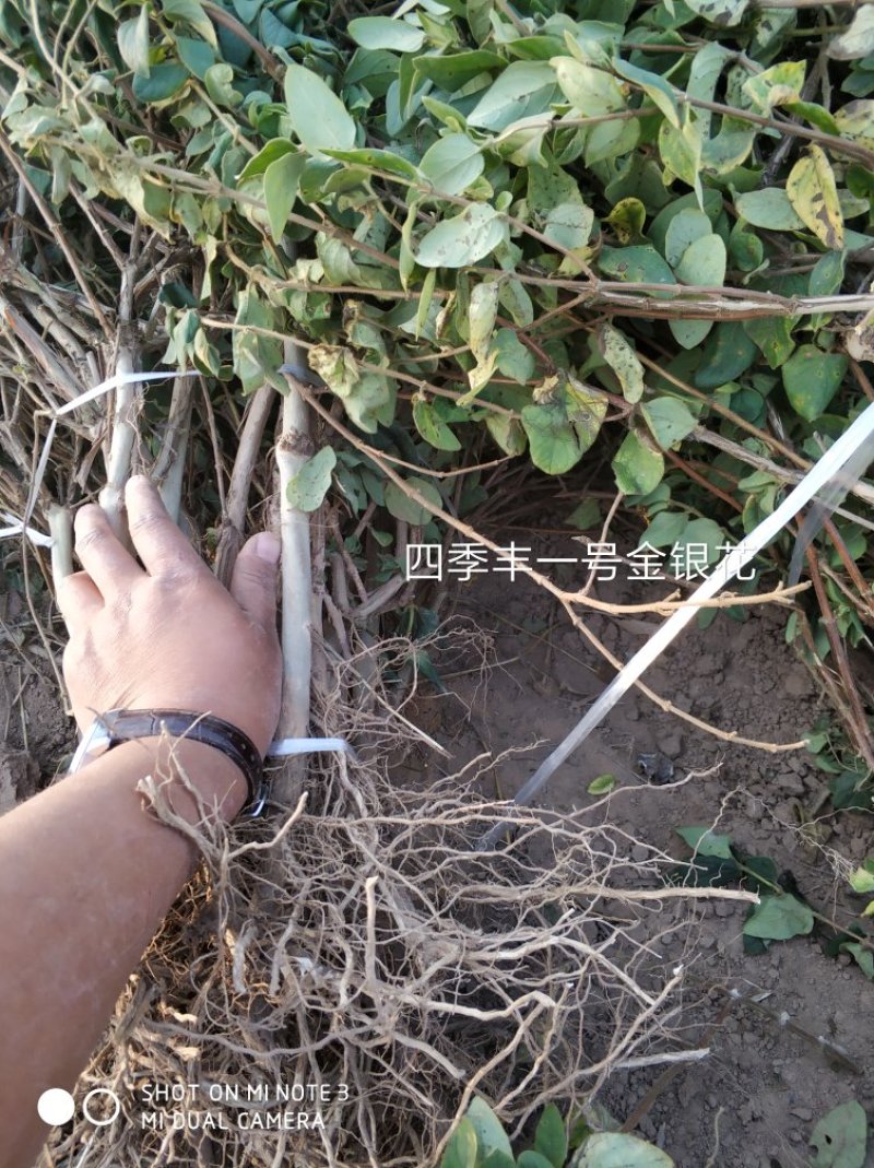 四季丰一号金银花种苗