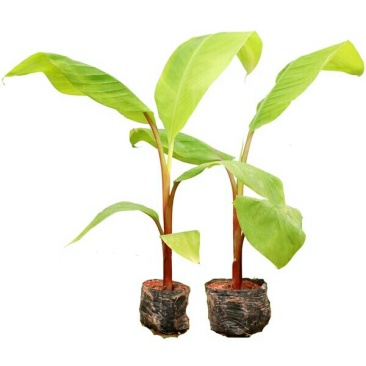 香蕉苗，红香蕉苗，粉蕉苗，B6香蕉苗