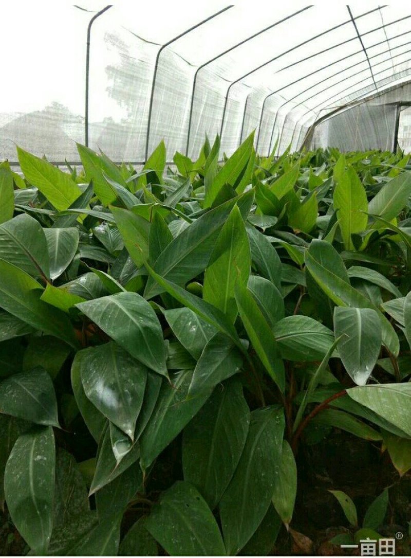 香蕉苗，红香蕉苗，粉蕉苗，B6香蕉苗