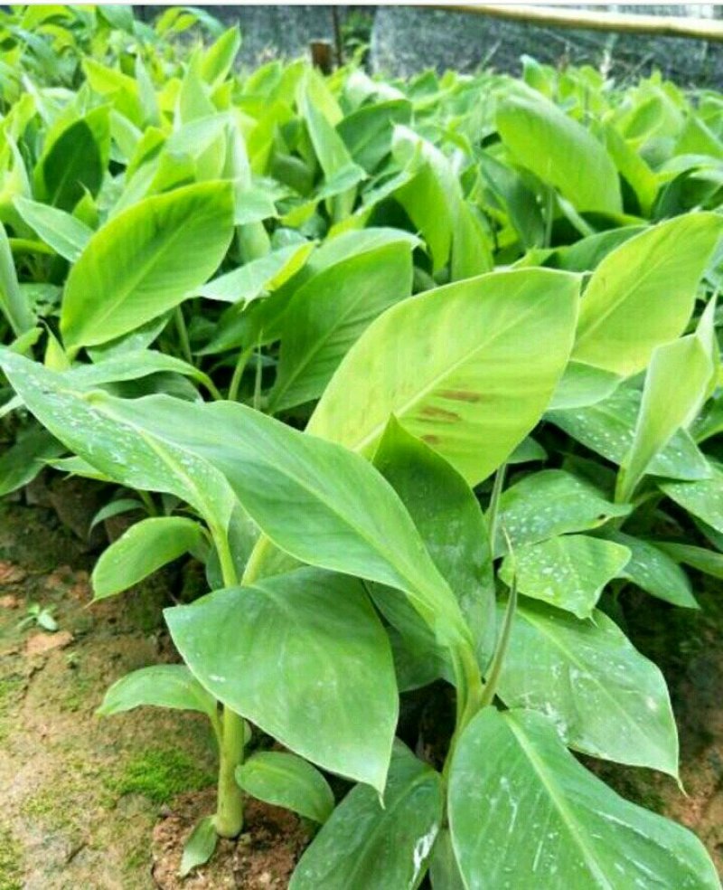 香蕉苗，红香蕉苗，粉蕉苗，B6香蕉苗