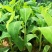 香蕉苗，红香蕉苗，粉蕉苗，B6香蕉苗