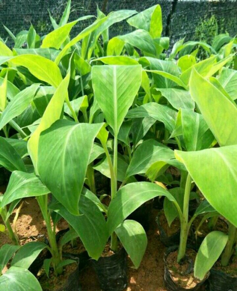 香蕉苗，红香蕉苗，粉蕉苗，B6香蕉苗
