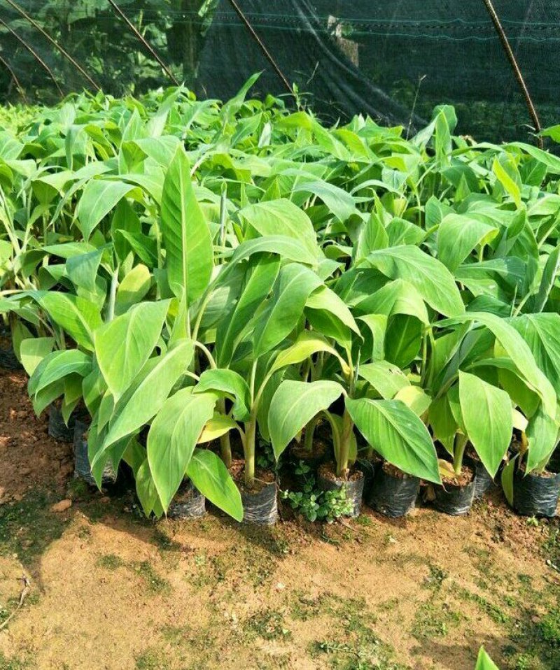 香蕉苗，红香蕉苗，粉蕉苗，B6香蕉苗