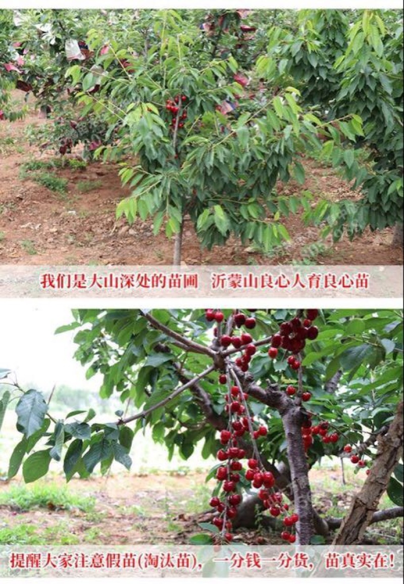 樱桃树樱桃树苗美早车厘子南方北方种植盆栽地栽乔
