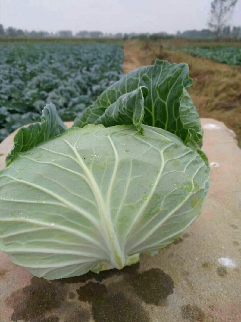 扁包菜