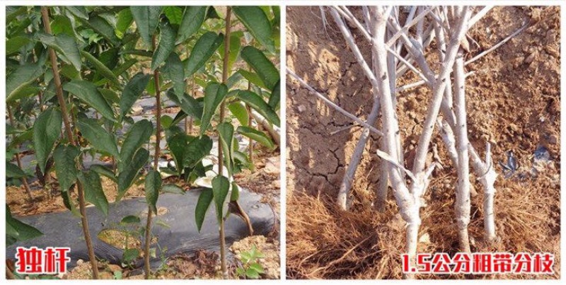 樱桃树樱桃树苗美早车厘子南方北方种植盆栽地栽乔