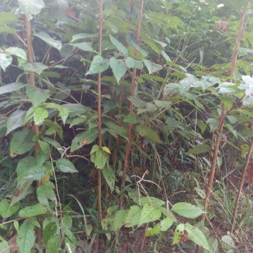 大青叶樱桃实生苗