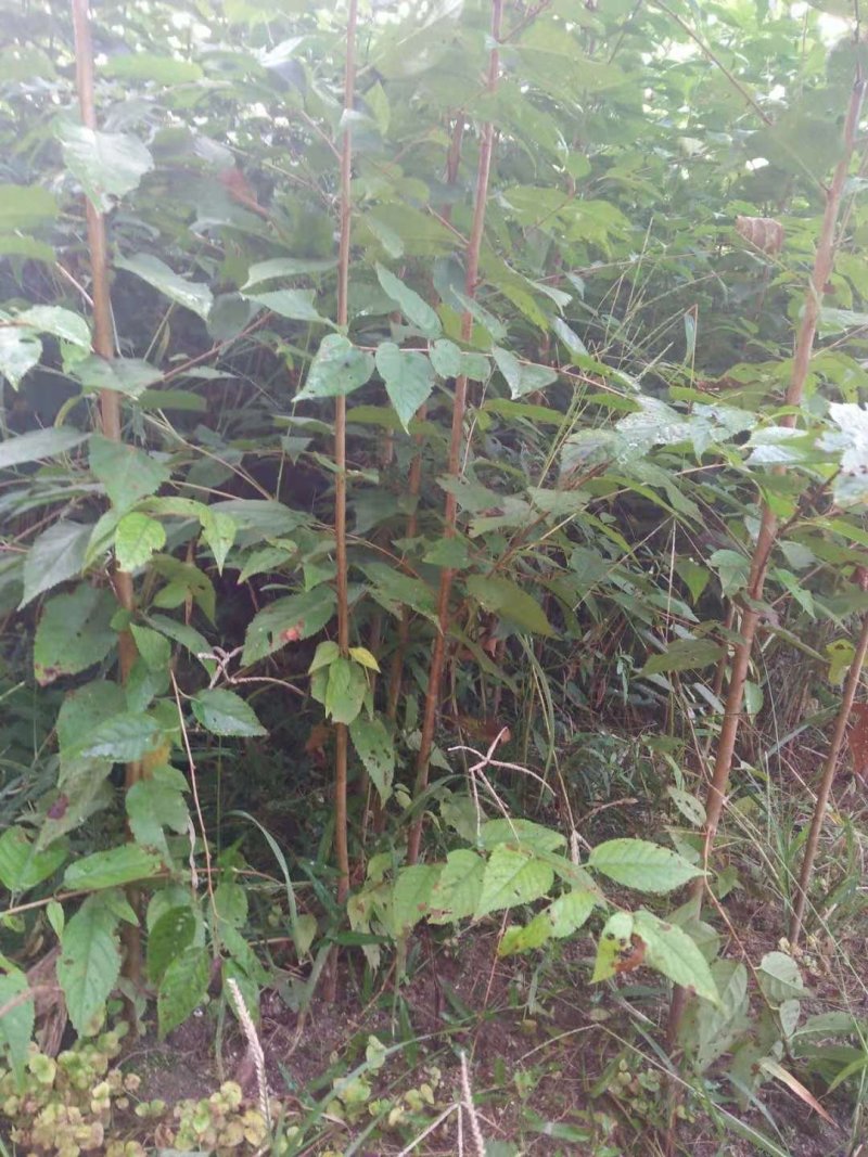 大青叶樱桃实生苗