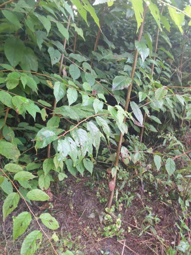 大青叶樱桃实生苗