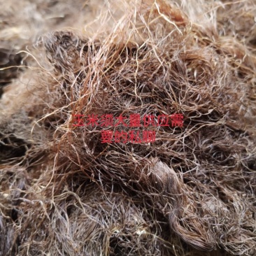 玉米须，八月扎片子干货