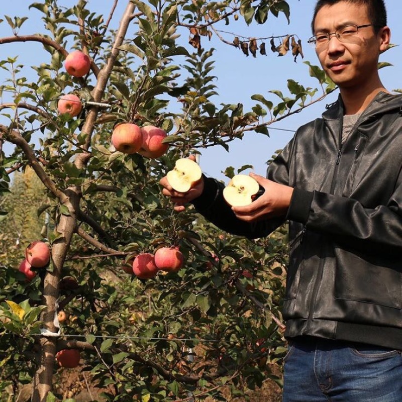 苹果树苗嫁接苹果苗盆栽地栽特大南方北方种植当年结果红富士