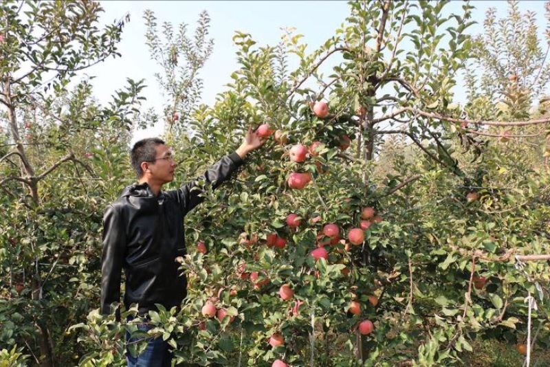 苹果树苗嫁接苹果苗盆栽地栽特大南方北方种植当年结果红富士