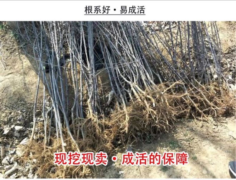 苹果树苗嫁接苹果苗盆栽地栽特大南方北方种植当年结果红富士