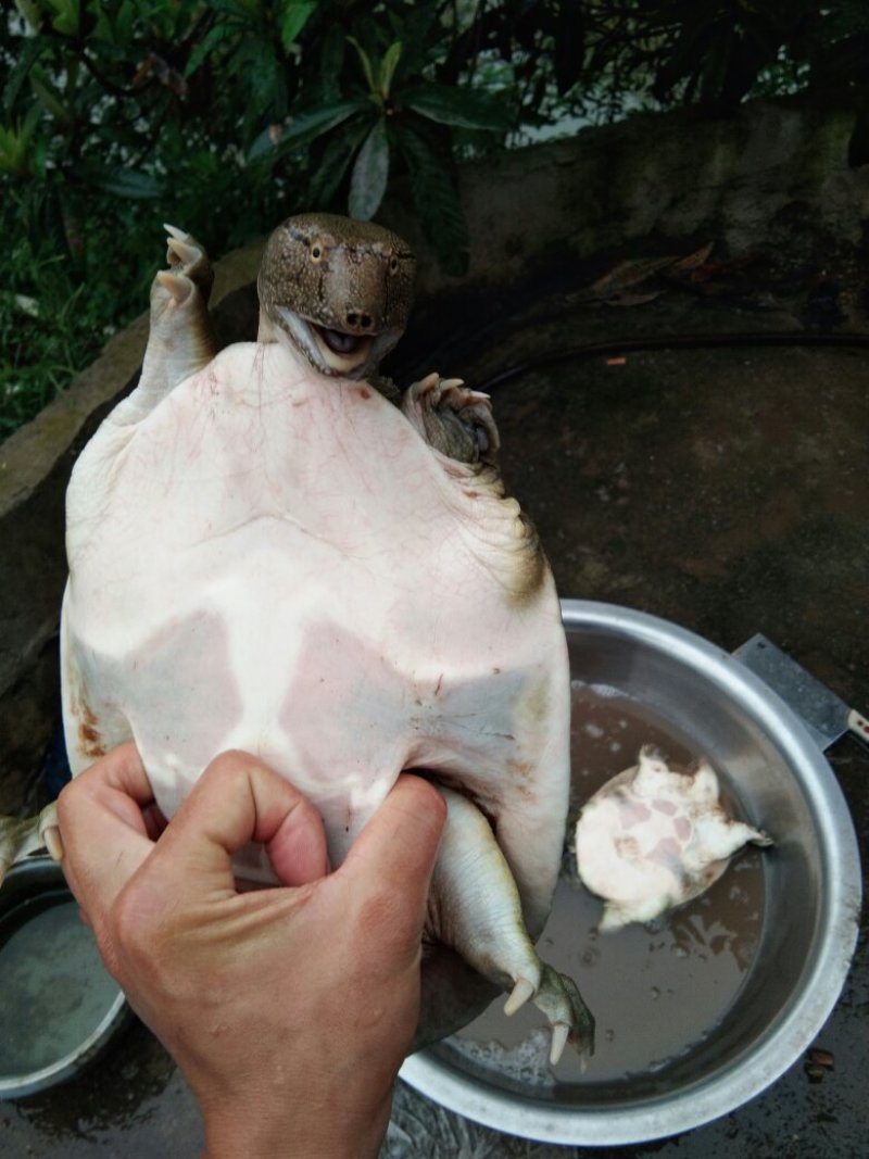 野生甲鱼，