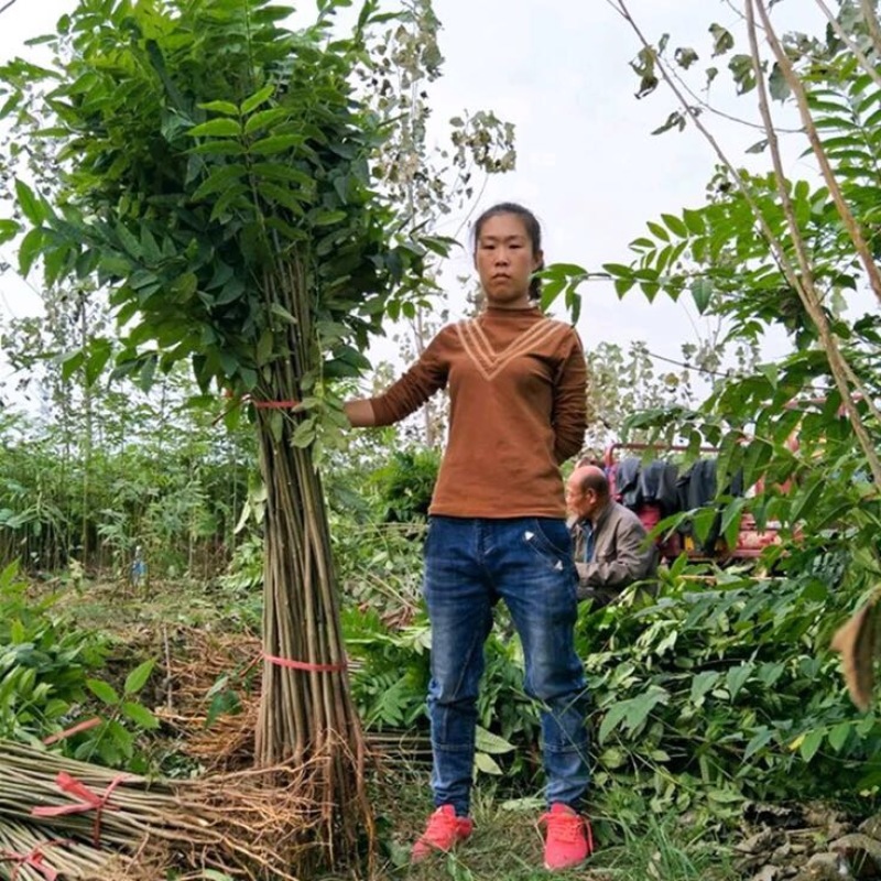 香椿红油香椿苗四季食用椿树苗室内盆栽庭院地栽