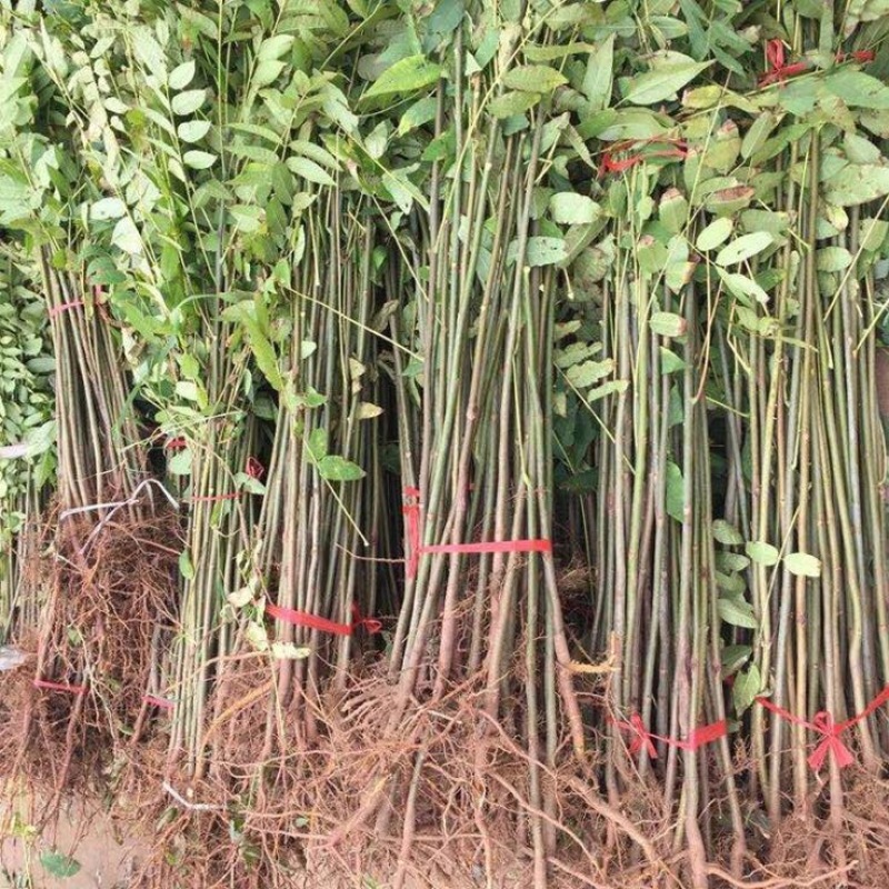 香椿红油香椿苗四季食用椿树苗室内盆栽庭院地栽