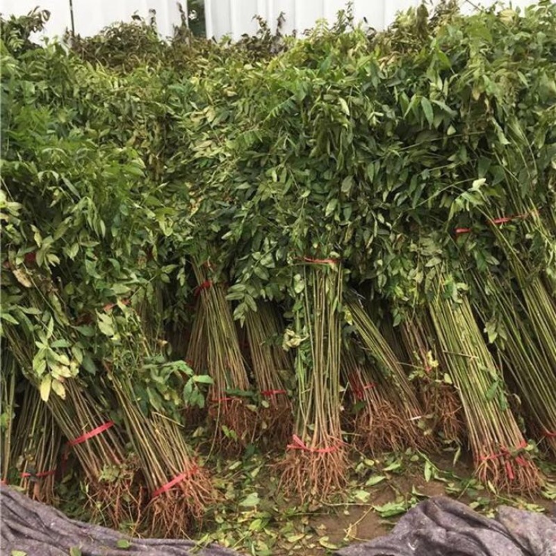 香椿红油香椿苗四季食用椿树苗室内盆栽庭院地栽