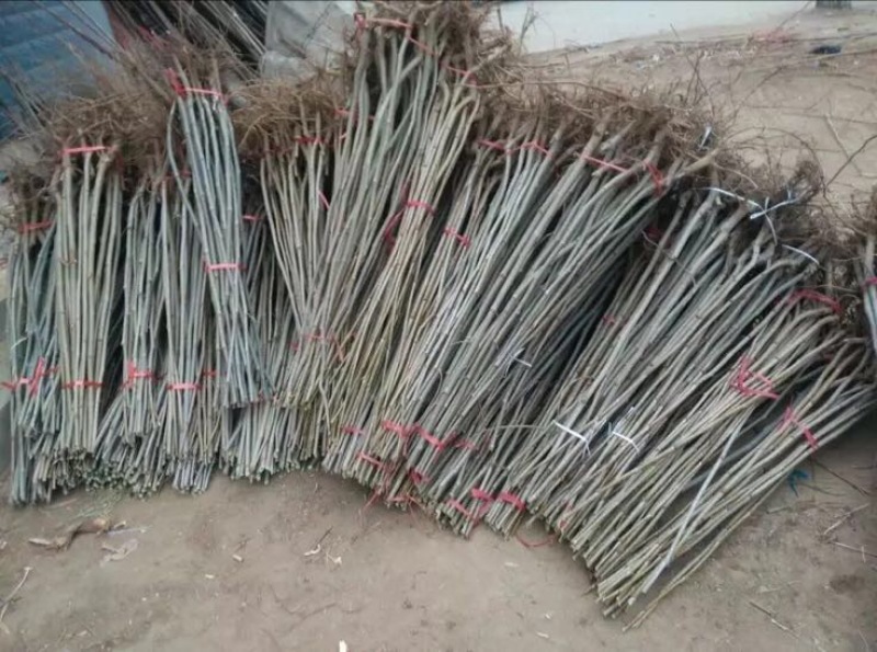 香椿红油香椿苗四季食用椿树苗室内盆栽庭院地栽
