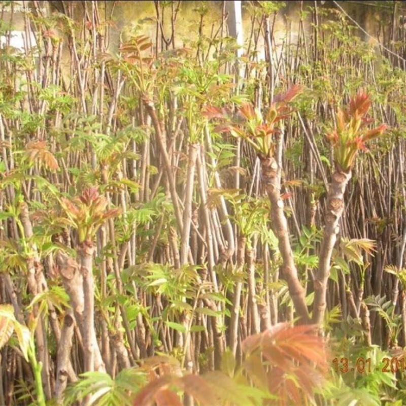 香椿红油香椿苗四季食用椿树苗室内盆栽庭院地栽