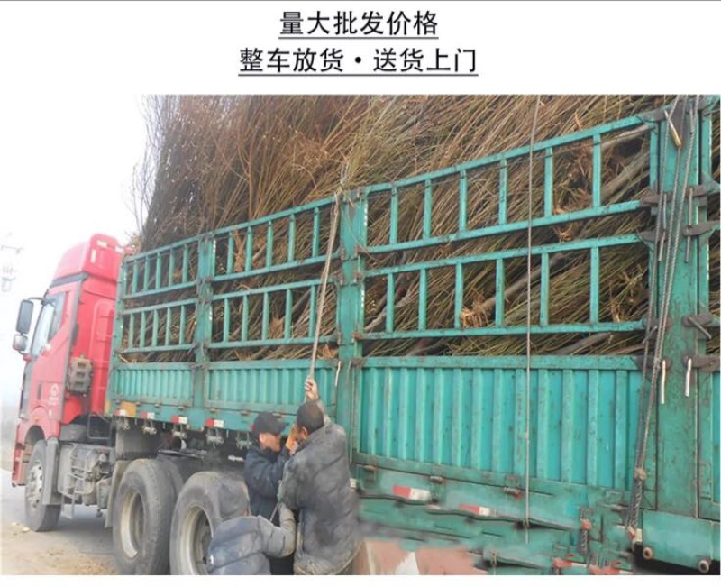 香椿红油香椿苗四季食用椿树苗室内盆栽庭院地栽
