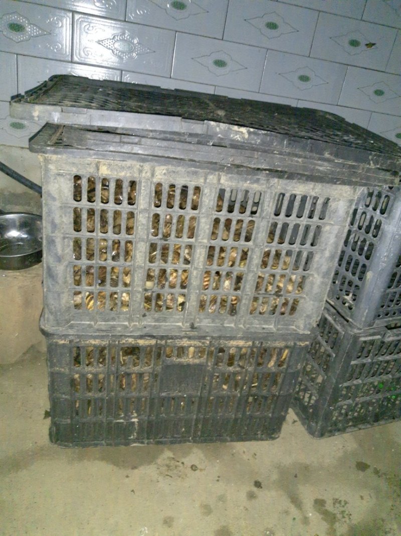 代收褐云玛瑙蜗牛