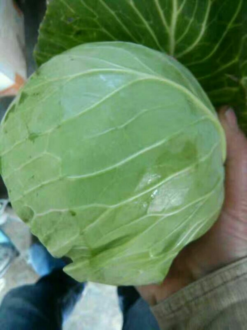 甘蓝