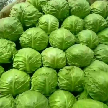 甘蓝