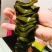 农户直供海木耳包邮（巨鲸水产出品）