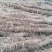 大量供应白玉山药:大通货，小通货下脚料。大通货2.4